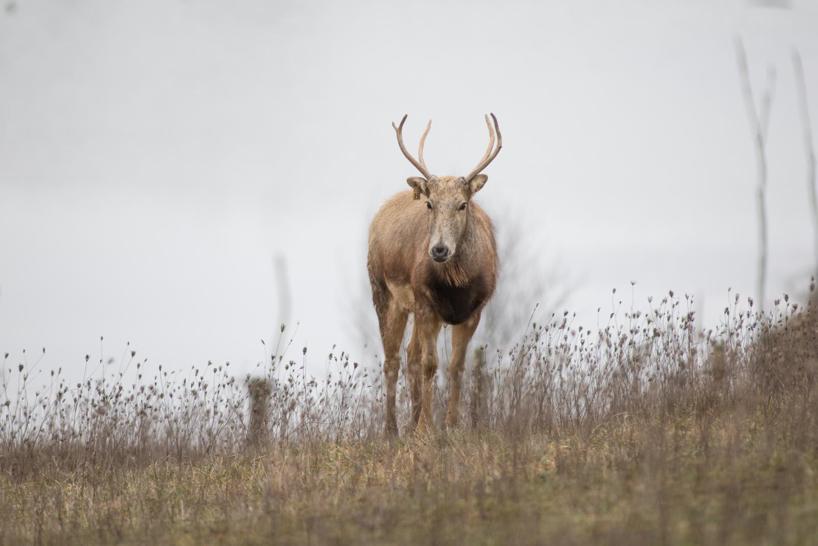 Pére David's Deer The Wilds
